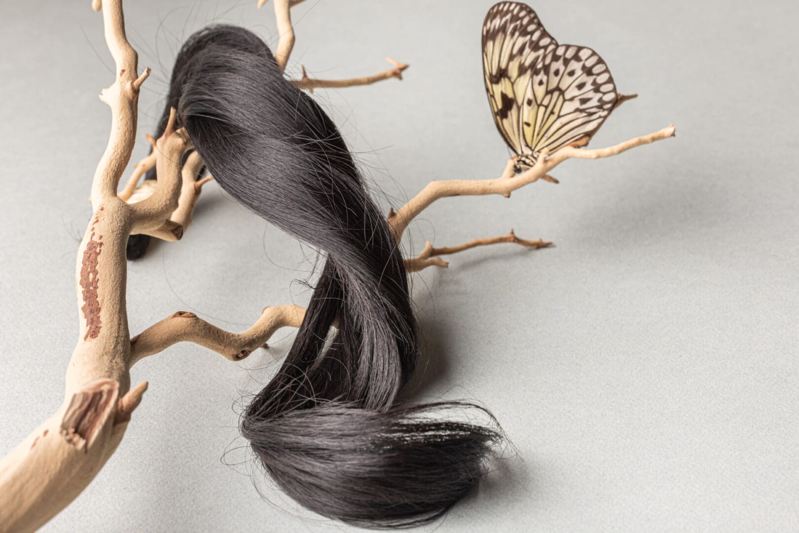 Hair Haven Extension Academy_20231023_002 A long black hair is on top of branches.